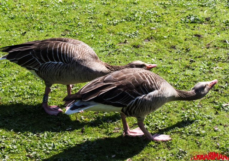 Hagenbeck Tierpark