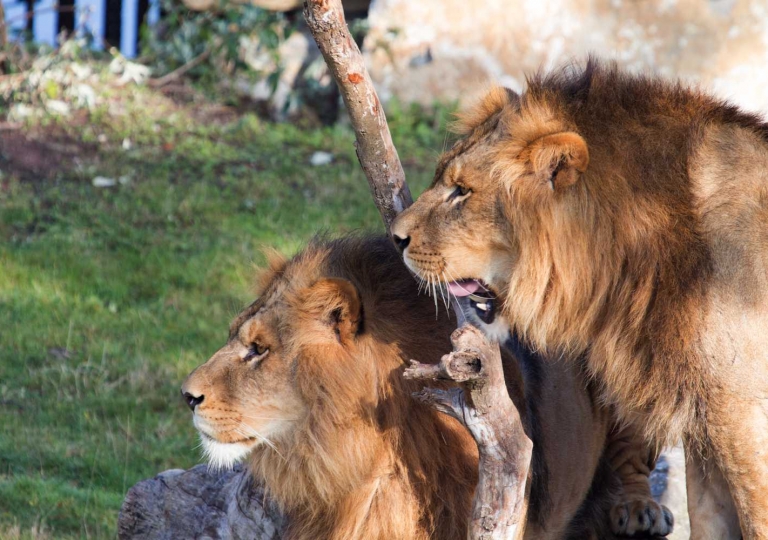 Pairi Daiza