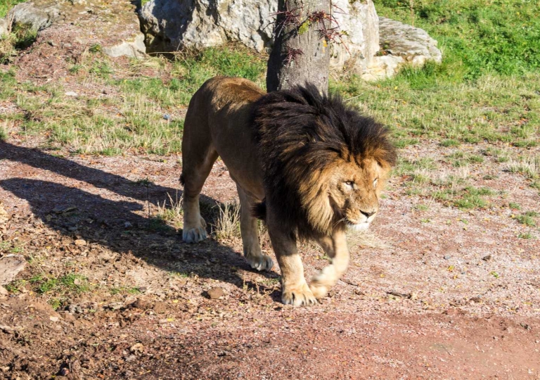 Pairi Daiza