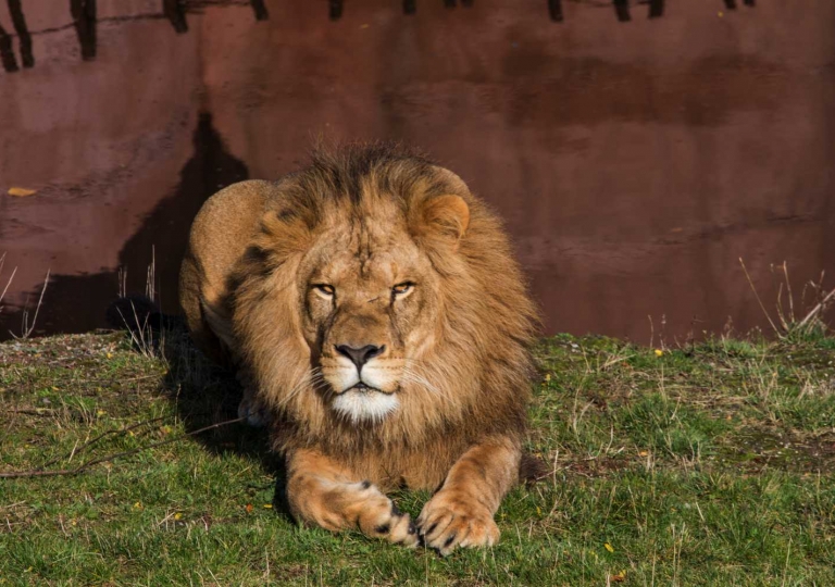 Pairi Daiza