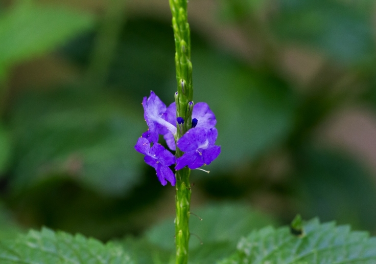 Schmetterlingshaus im Maxi Park Hamm