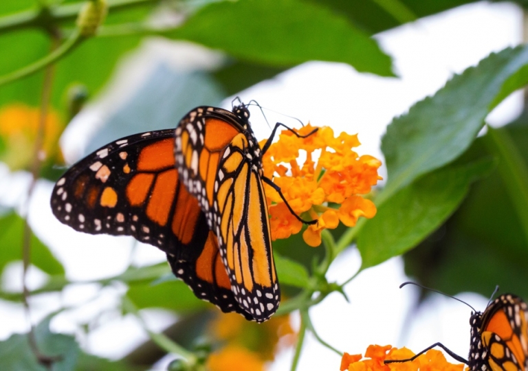 Schmetterlingshaus im Maxi Park Hamm