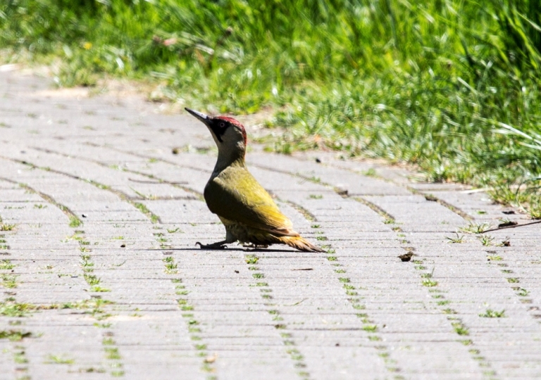 Wildlife